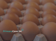 Salmonella outbreak UK eggs